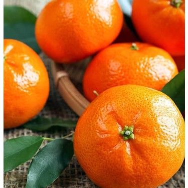 3 Yaş Aşılı W.Murcott Mandalina fidanı