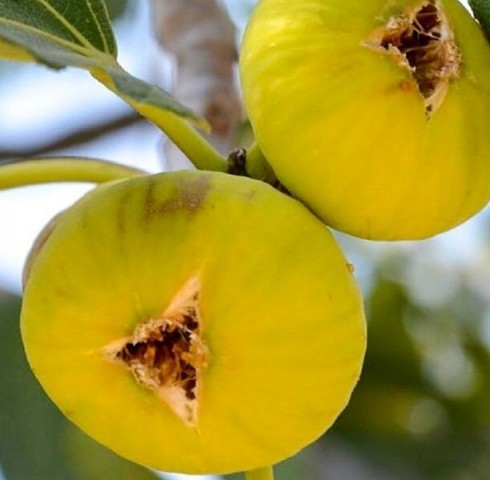 3 Yaş Aydın Sarı Lob İncir Fidanı