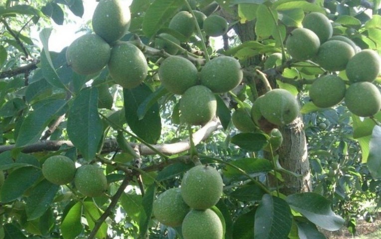 3 Yaş Fernette Ceviz Fidanı