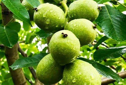 3 Yaş Fernor Ceviz Fidanı