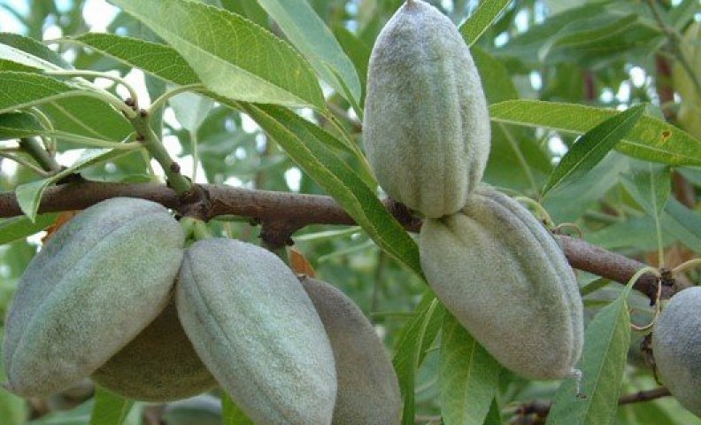 3 Yaş Ferradual Badem Fidanı