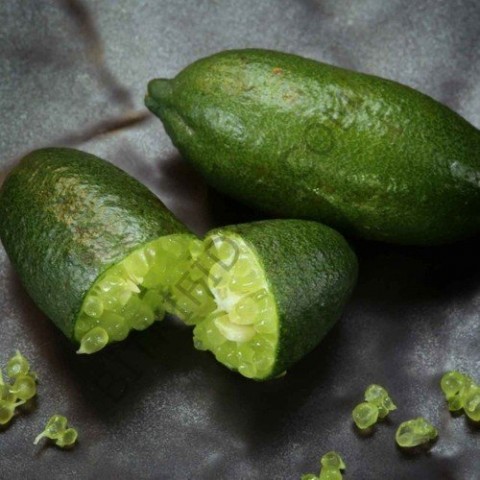 3 Yaş Fingerlime Fidanı