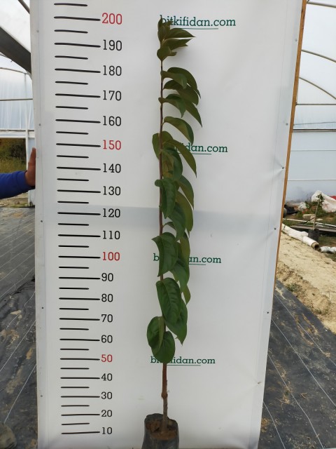 3 Yaş Hachıya Trabzon Hurma Fidanı