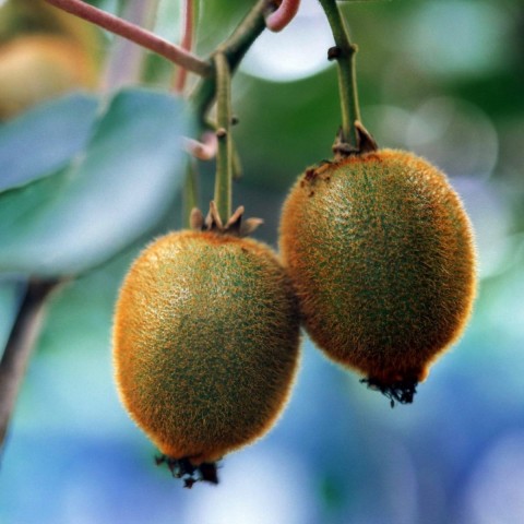 3 Yaş İthal Kamelya Çiçeği