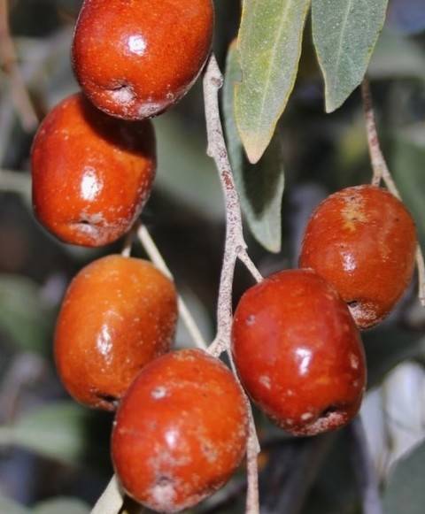 3 Yaş İğde Fidanı