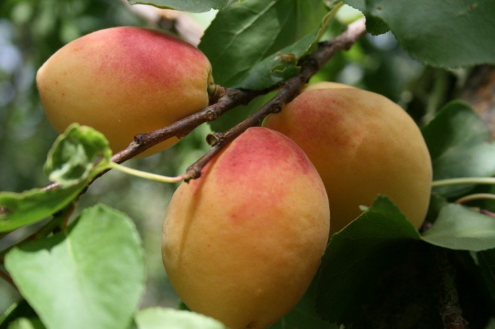 3 Yaş Iğdır Kayısı Fidanı