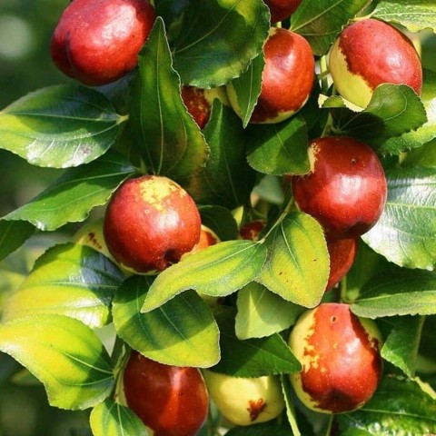 3 Yaş İri Taneli Hünnap Fidanı