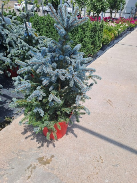 3 Yaş İthal Mavi Ladin Fidanı