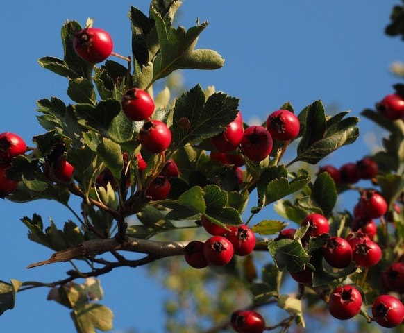 3 Yaş Kırmızı Alıç Fidanı