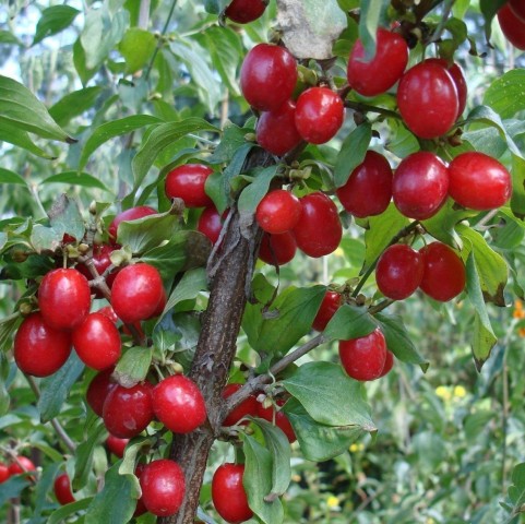 3 Yaş Kızılcık Fidanı