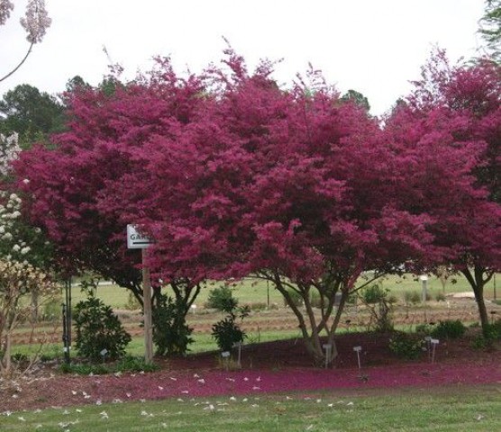 3 Yaş Loropetalum Fidanı