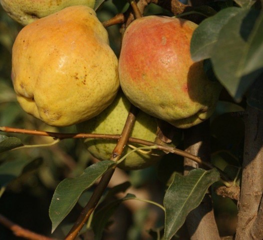 3 Yaş Margeret Armut Fidanı