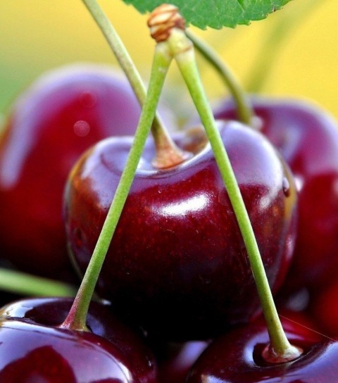 3 Yaş Napolyon Kiraz Fidanı