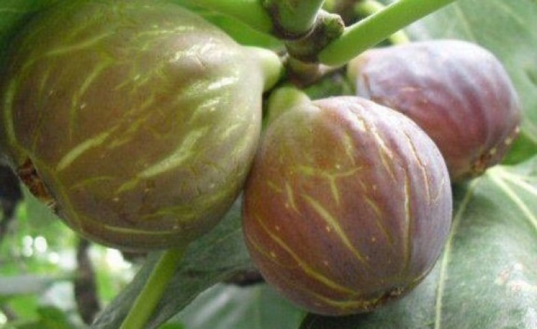 3 Yaş Patlıcan İncir Fidanı