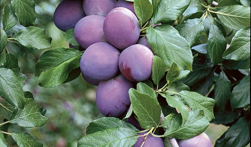 3 Yaş President Erik Fidanı