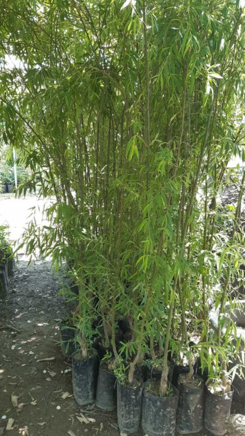 3 Yaş Söğüt Fidanı