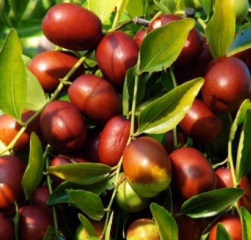 3 Yaş Ufak Taneli Hünnap Fidanı