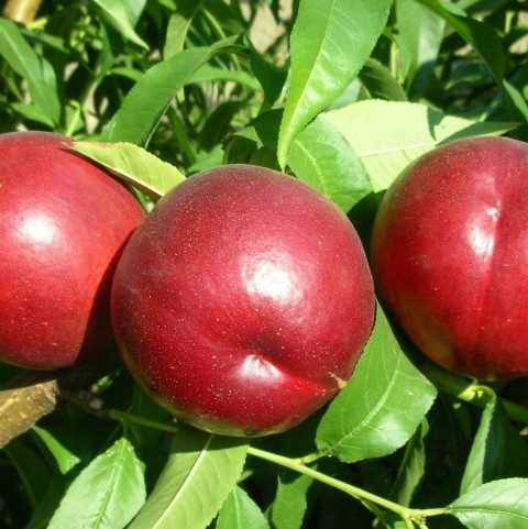 3 Yaş Venüs Nektarin Fidanı