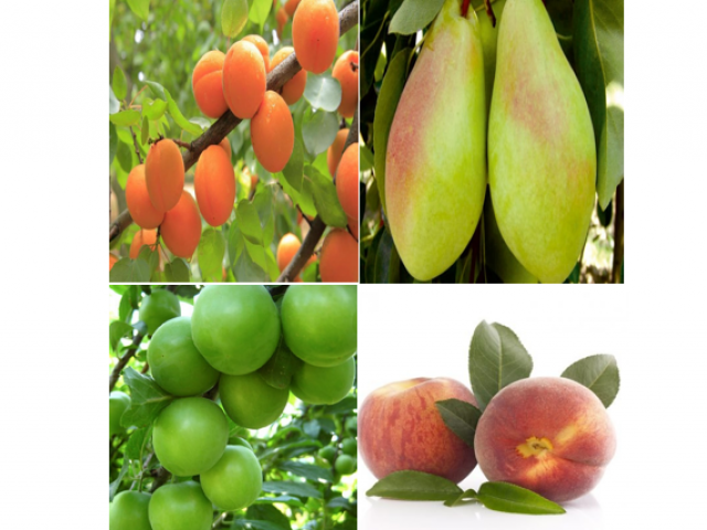 4 'lü Açık kök Hobi Bahçesi Meyve  Fidan Paketi