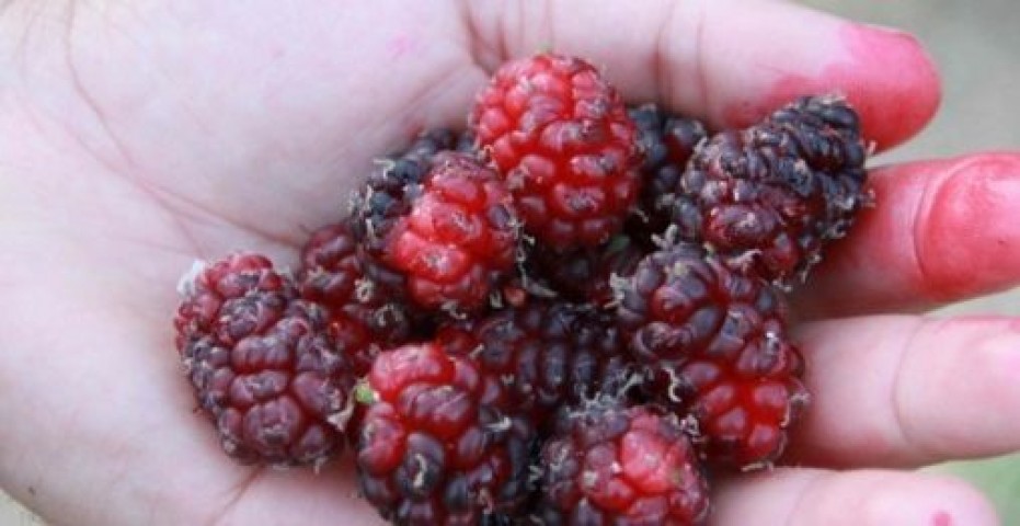 4 Yaş Aşılı Ekşi Kara (Urmu Dut ) Fidanı