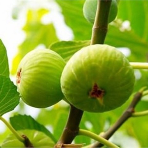 4 Yaş Bursa Beyaz İncir