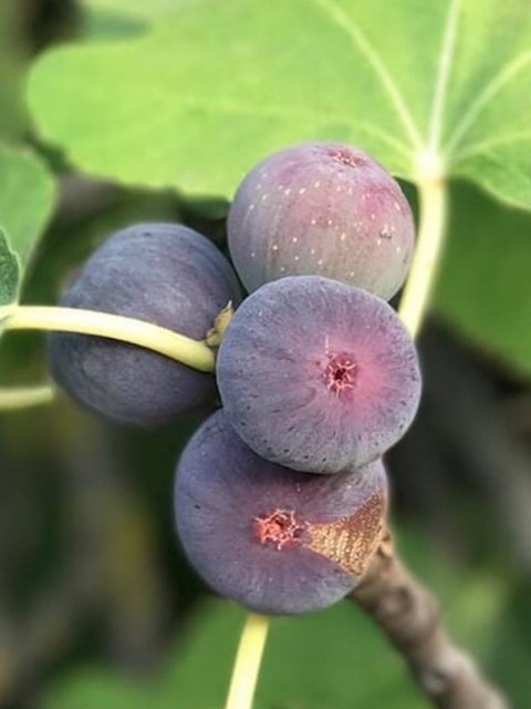 4 Yaş Dürdane İncir (siyah) Fidanı