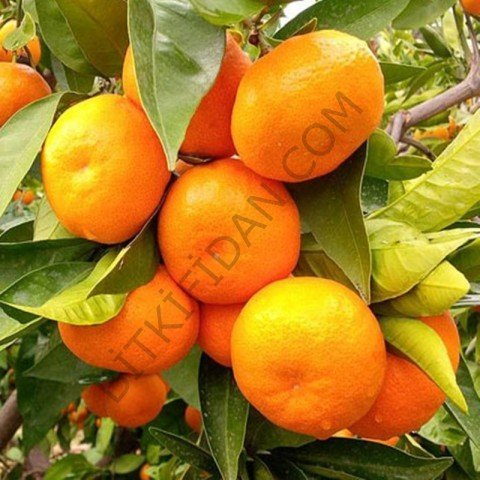 4 Yaş Tam Bodur Satsuma Mandalina Fidanı(üzeri meyveli)
