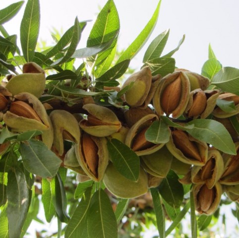 Anıt Zeytin Ağacı (30 yaş)