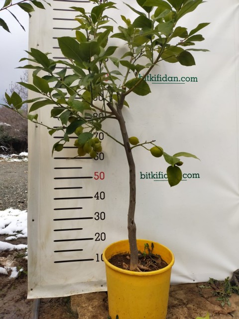 Aşılı Top Ova Akça Ağacı (Campestre)