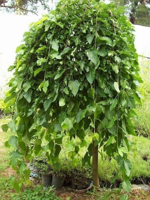 5 Yaş Çift Aşılı Ters Dut Fidanı