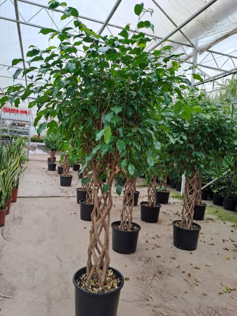 5 Yaş Örgülü Ficus Benjamin Çiçeği