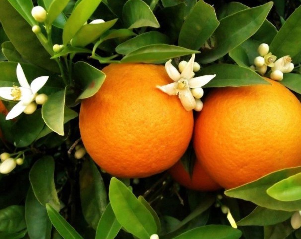 5 Yaş Washington Portakal Fidanı