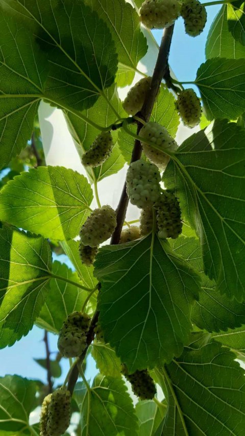 6 Yaş Beyaz Dut Fidanı