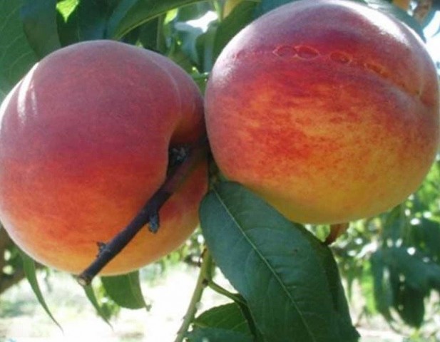 6 Yaş Hale Şeftali Fidanı