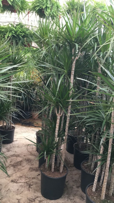 6 Yaş Marginata çiçeği 4- 5 gövdeli-180-200 cm+