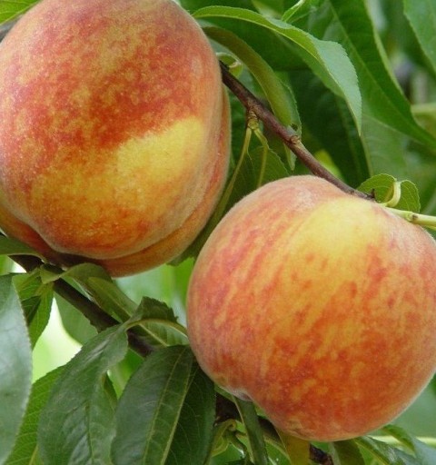 6 Yaş Şentürk Şeftali Fidanı