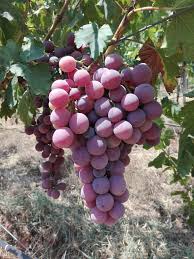 Açık Kök Aşılı Red Globe Üzüm Fidanı