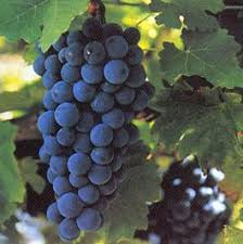 Açık Kök Öküzgözü Üzüm fidanı