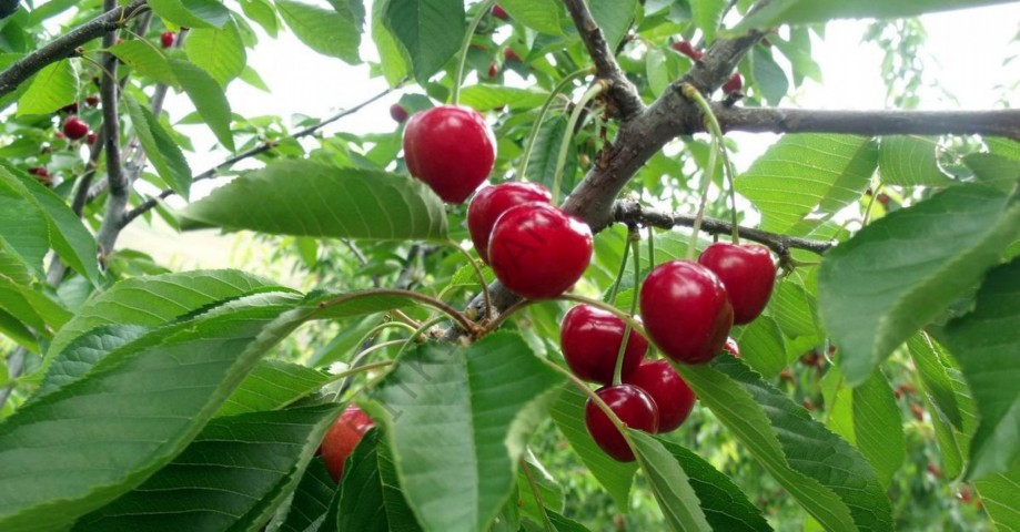 Açık Kök Yarımca (early Burlat) Kiraz Fidanı