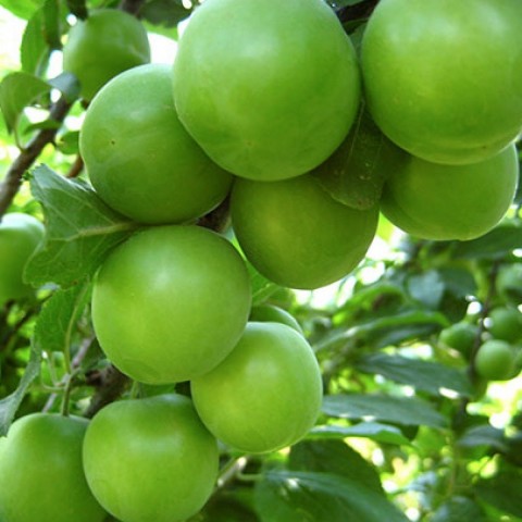 Açık Köklü Can Erik Fidanı