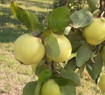 Açık Köklü Ekmek Ayva Fidanı