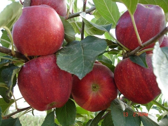 Açık Köklü  Gala Elma Fidanı