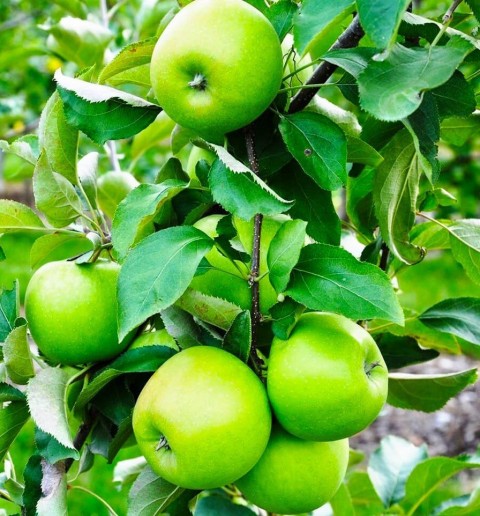 Açık Köklü Granny Smith Elma Fidanı