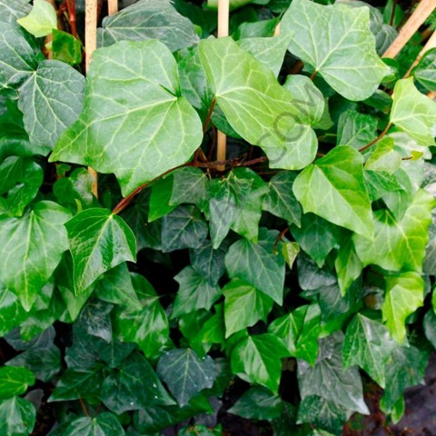 Sarmaşık hedera bitkisi