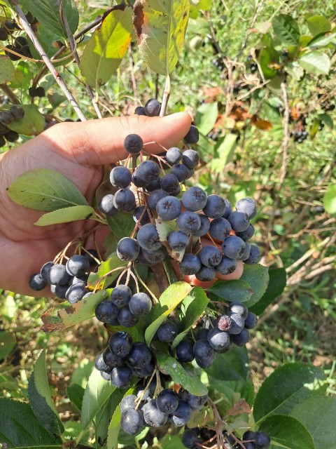 Süper Meyve Aronya Meyvesi/ KG