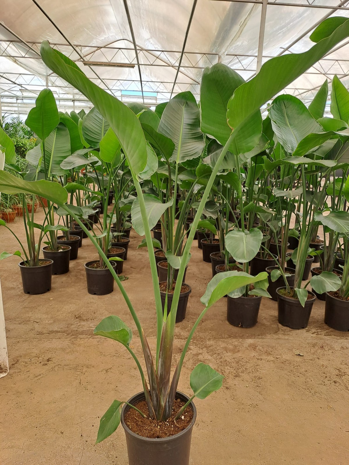 Starliçe ( Cennet Kuşu) Çiçeği